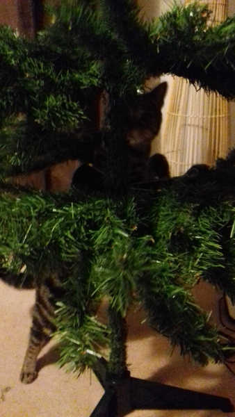 Westminsterenders: Talent or Colour