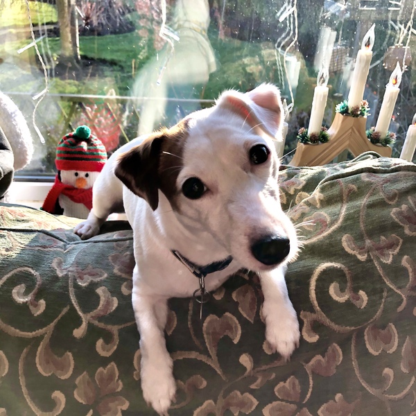 Anyone got a festive doggy to show off!