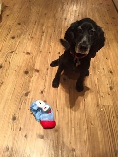 Anyone got a festive doggy to show off!