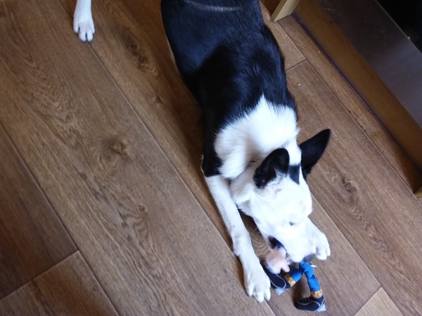 My dog is best dog