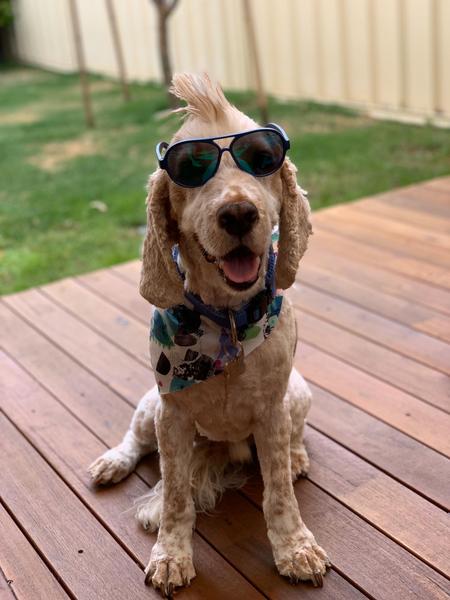 My dog is best dog