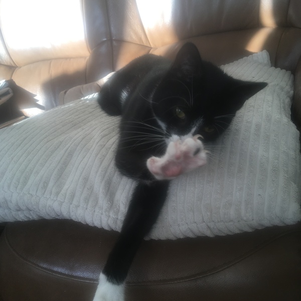Cat chat - The Ollie and Paws show, with extra Little K drama
