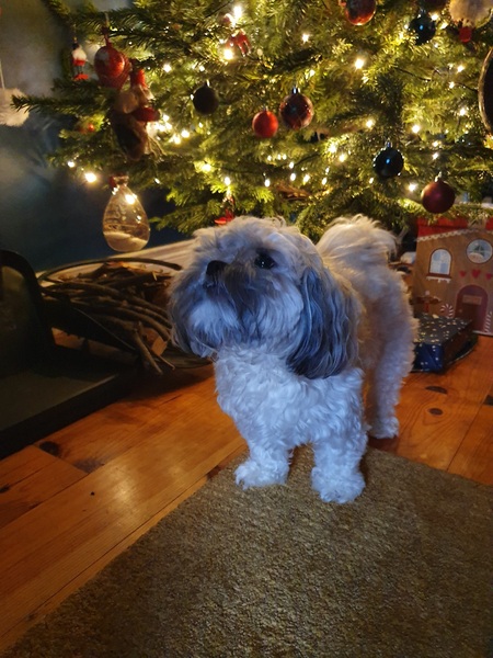 Anyone got a festive doggy to show off!