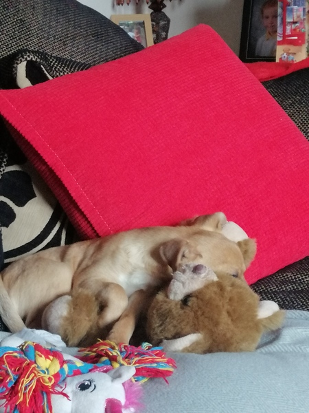 Puppy Support Group 2