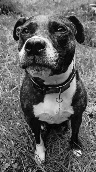 My dog is best dog