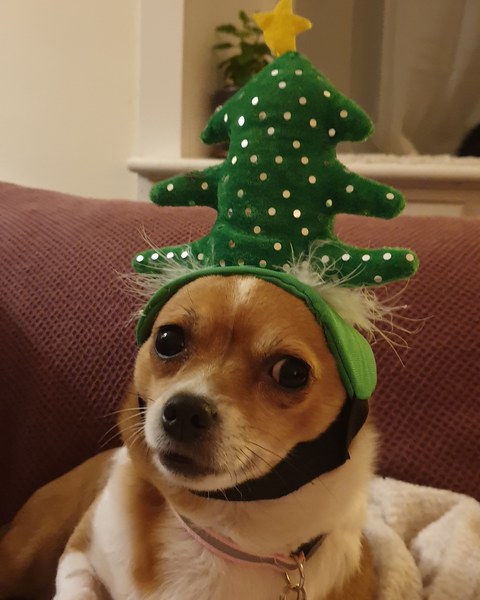 Anyone got a festive doggy to show off!
