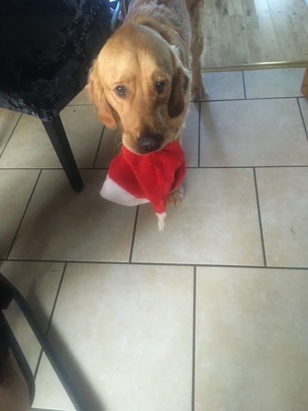 My dog is best dog