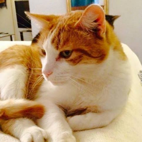 Westminsterenders: Talent or Colour