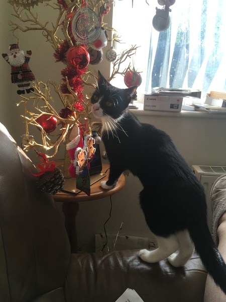Cat chat - The Ollie and Paws show, with extra Little K drama