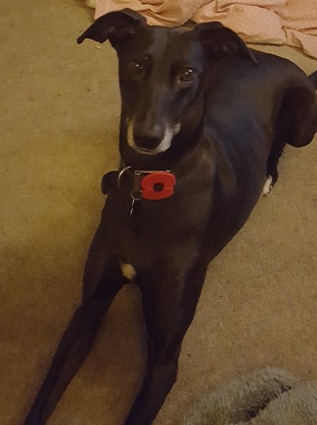 Lurcher- Just the way they are?