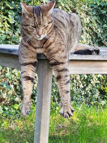 Thug Cat part 2. What, has this thing appeared again tonight?