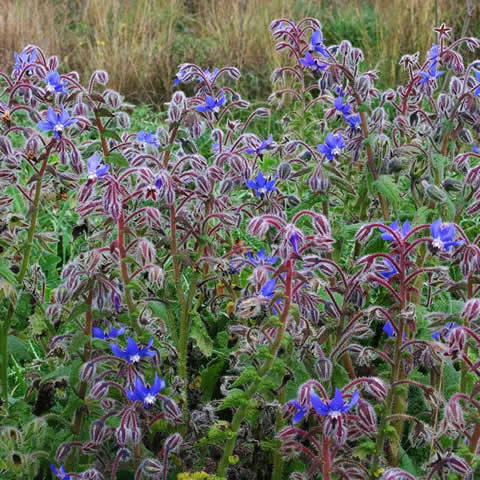 Ideas for quick growing splashy perennials