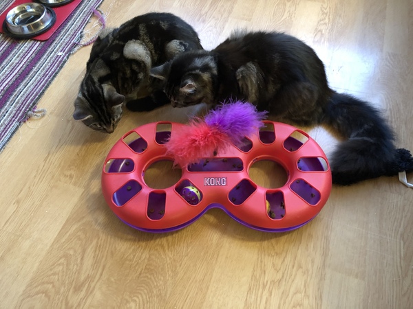 Cat chat - The Ollie and Paws show, with extra Little K drama