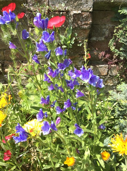 Ideas for quick growing splashy perennials