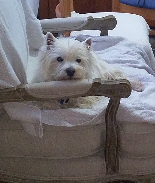 Advice on potential dog