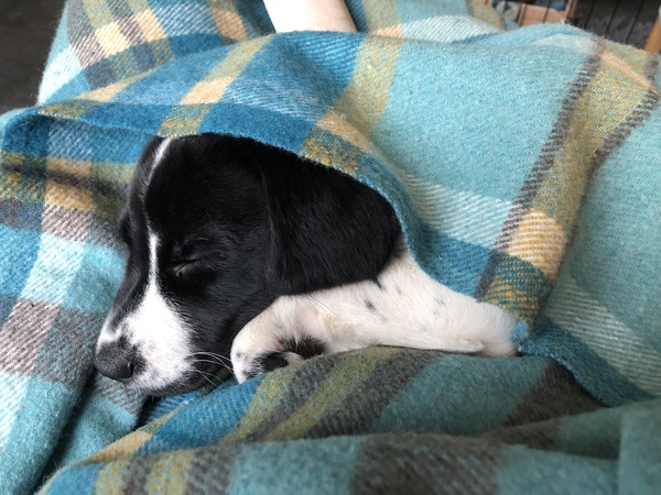 What did your dog do as a puppy that drove you mad but they grew out of?