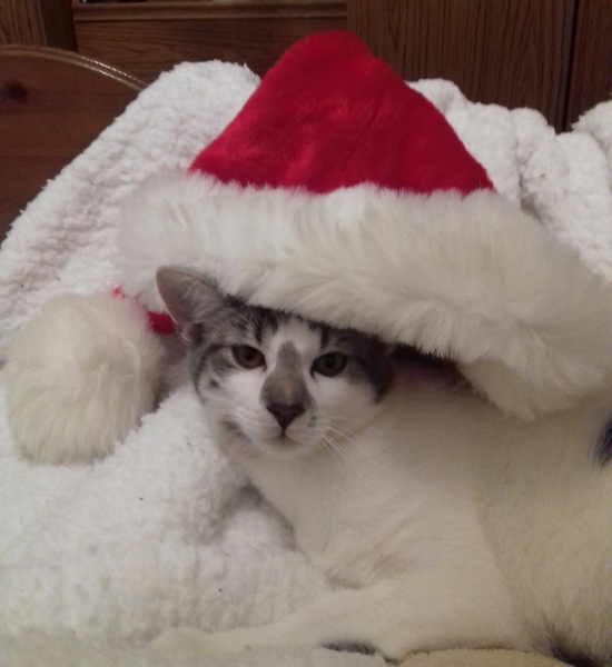 Cat in a festive hat