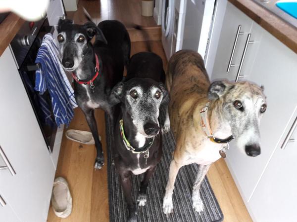 Getting dogs to go upstairs again after they have changed