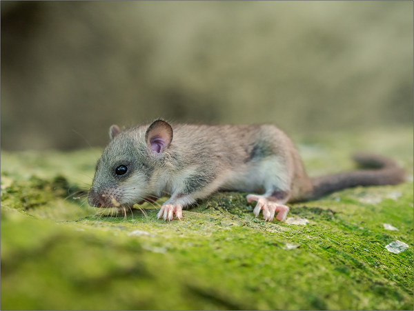 Mouse or rat? Pic included
