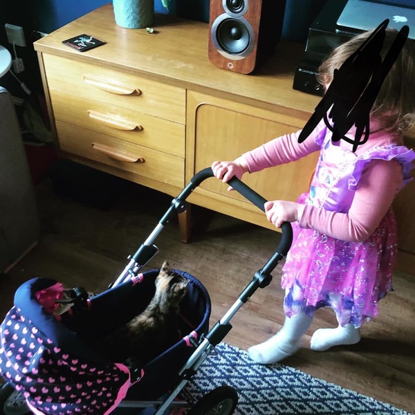 3.6 year old Dd keeps picking kitten up 😩