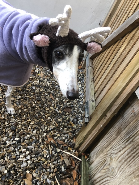 Anyone got a festive doggy to show off!
