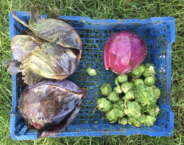 Allotment/Veg Patch Thread 14 ! growing into summer