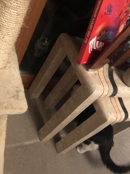 Is this cat a stray?