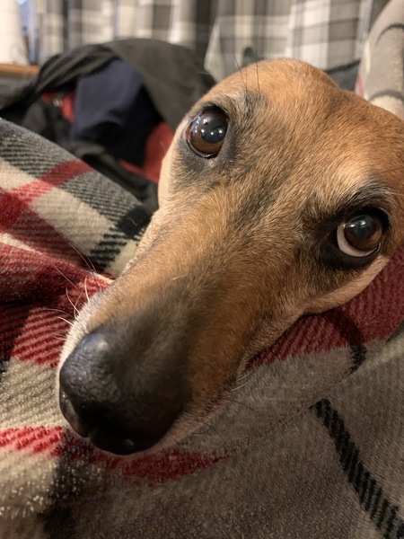 My dog is best dog