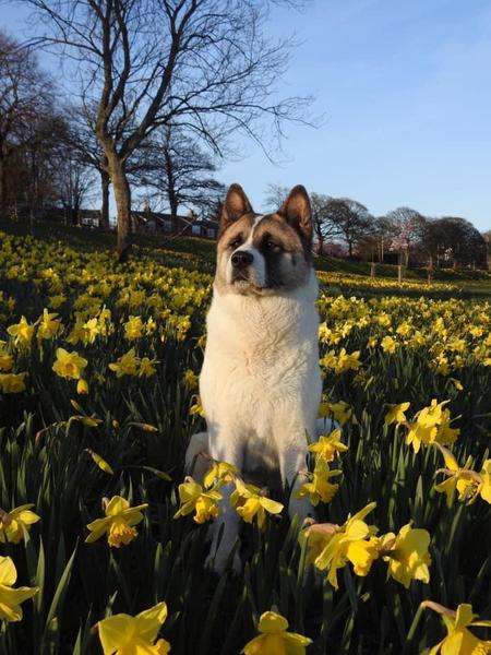 My dog is best dog