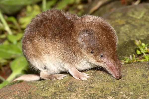 Mouse or rat? Pic included