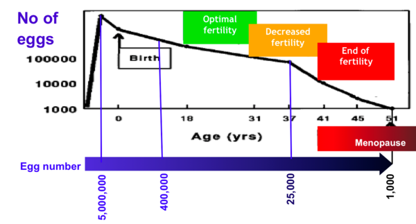 Fertility dropping after 35 years old?