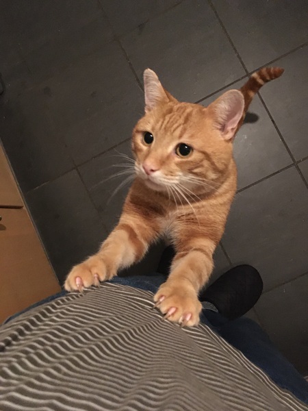 Cat (still ) always hungry!