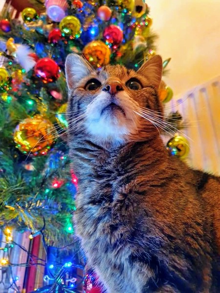 Little mousey fuckers have eaten all the stocking fillers