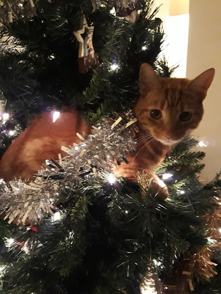 Westminsterenders: Talent or Colour