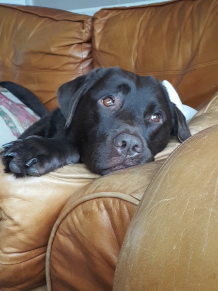 My dog is best dog