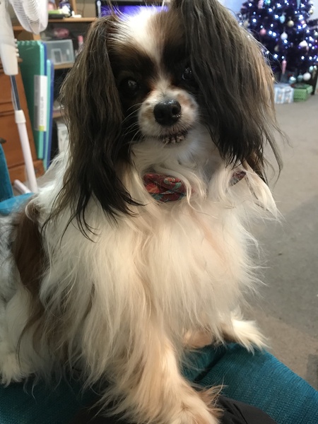 What type of dog is this?