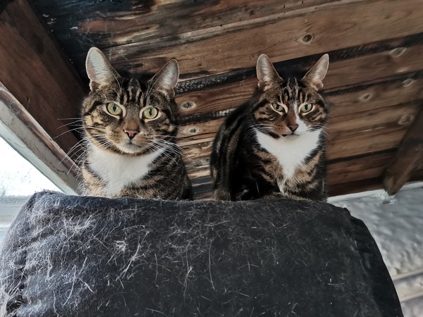 My two boys