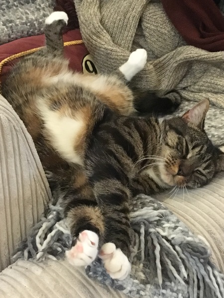 Does anyone have a cat with a heart murmur?