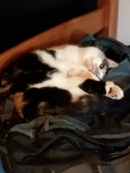 Little mousey fuckers have eaten all the stocking fillers
