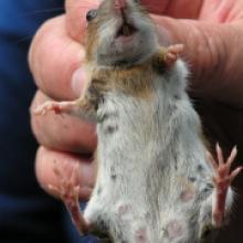 Mouse or rat? Pic included