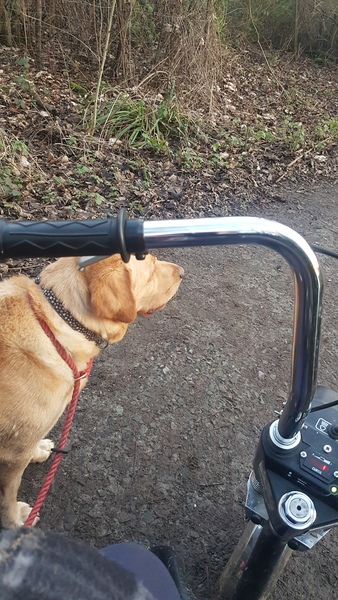 Puppy and a mobility scooter?