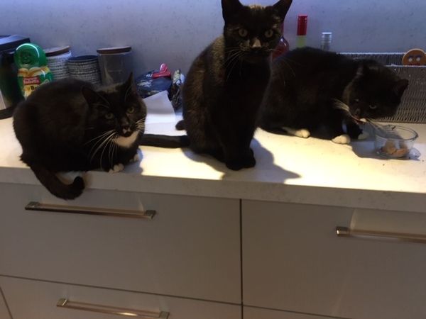 Westminstenders: Social Conservativism