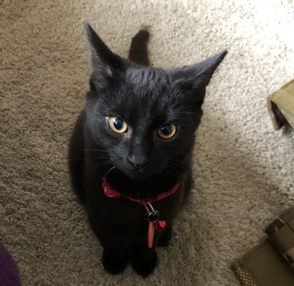 Little mousey fuckers have eaten all the stocking fillers