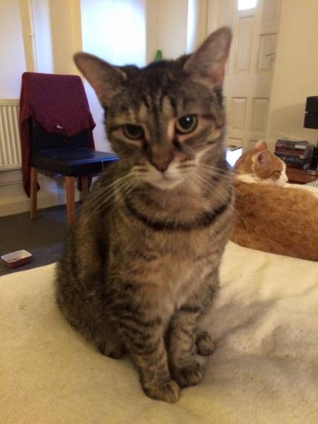 Westminstenders: Brexit means Brexit. A definition.