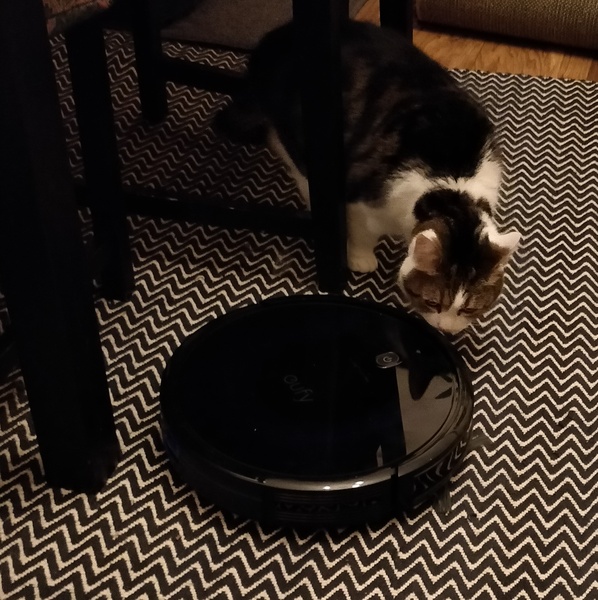 Which robot vacuum do you have and love?