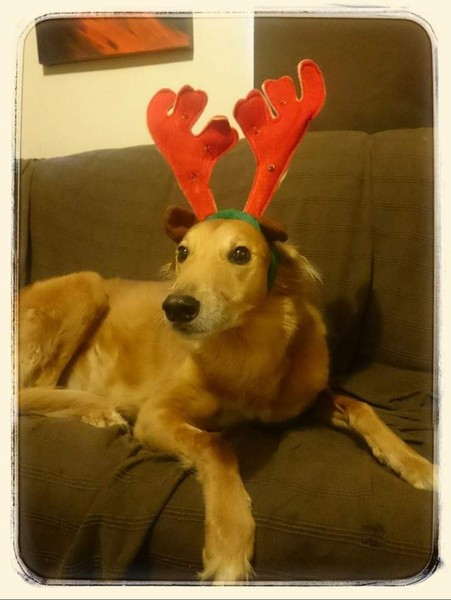 Anyone got a festive doggy to show off!