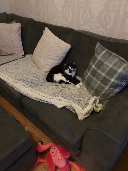 AIBU to think my cat isn't going to come back home :(