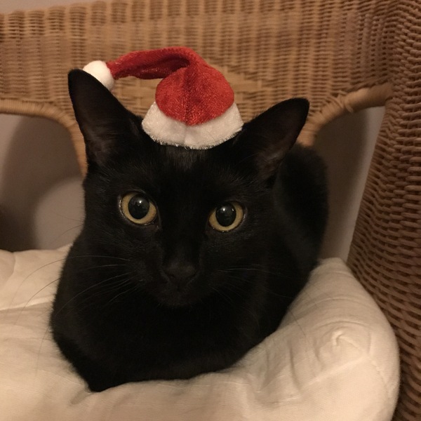 Cat in a festive hat