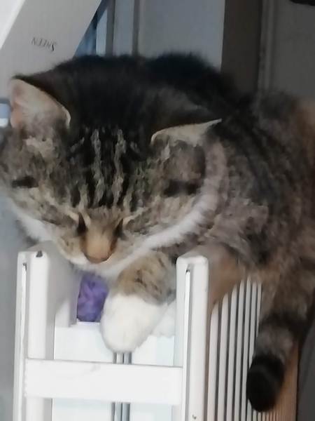 Little mousey fuckers have eaten all the stocking fillers