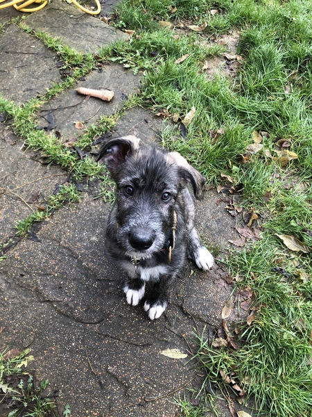Wolfie pup2